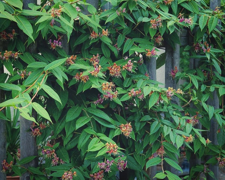 Wiciokrzew Henry'ego - Lonicera henryi